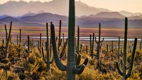 Die baumähnlichen Saguaro-Kakteen ähneln Wächtern der Wüste.