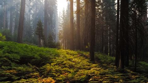 Sonnenstrahlen dringen durch die hohen Redwoods bis zum üppigen Waldboden