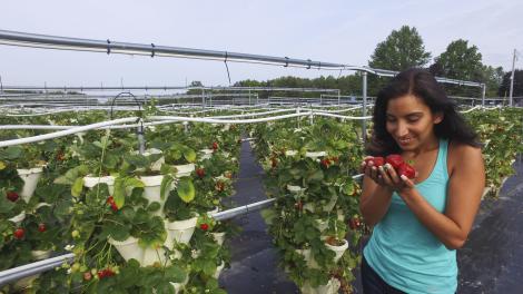 Strawberry Fields U-Pick Hydroponic Farm on the Finger Lakes Sweet Treat Trail in New York State