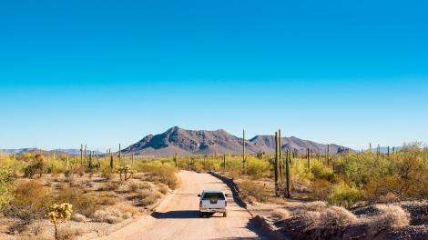 Panoramafahrt zwischen den Saguaro-Kakteen in der Sonora-Wüste von Arizona