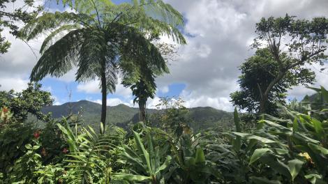 Panorama sur la végétation luxuriante de la forêt tropicale