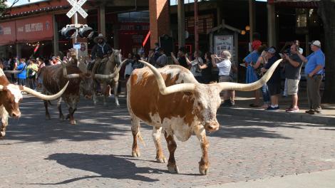 A movimentação de gado duas vezes por dia no Distrito Histórico Nacional de Fort Worth Stockyards, no Texas