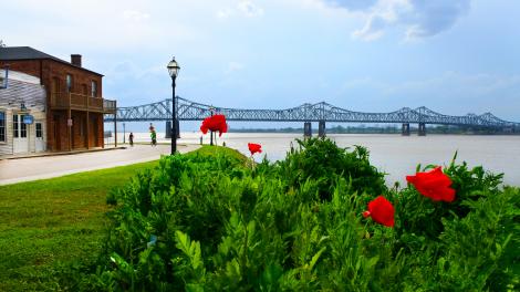 Amapolas floreciendo junto al Mississippi River, una vista de primavera favorita en la ciudad