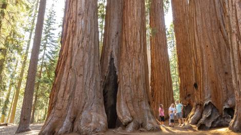 Familienausflug zu den Mammutbäumen im Sequoia-Nationalpark