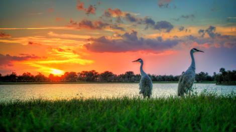 Grullas y un hermoso atardecer en el lago de Port St. Lucie