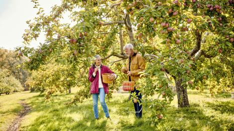 Apple picking at Biscay Orchard in Damariscotta, Maine