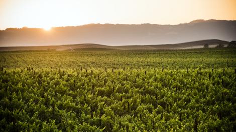 Views over the vines in Napa Valley
