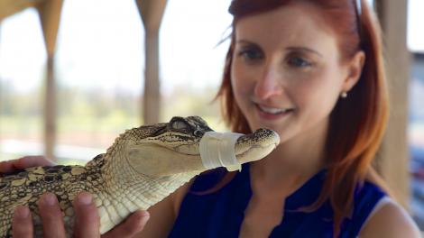 Visiting an alligator farm in Houma, Louisiana 