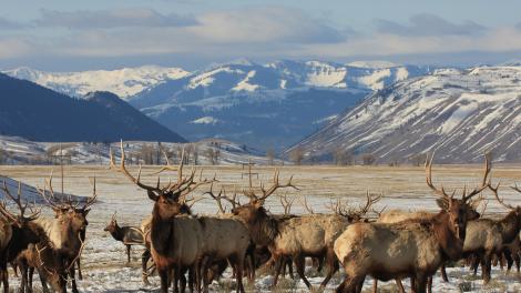 Elk heard in Wyoming