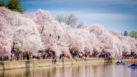 워싱턴 D.C. 타이들 베이슨에 만발한 벚꽃