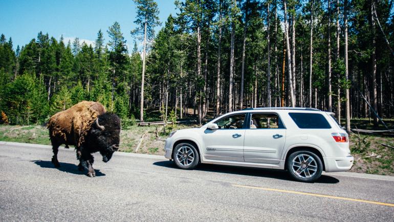 National park visitors are required to stay 23 meters away from bison, as their behavior can be unpredictable; you should never approach or touch one.