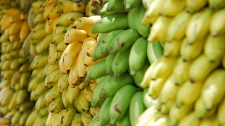 Fresh plantains are among the staples of Puerto Rican cuisine