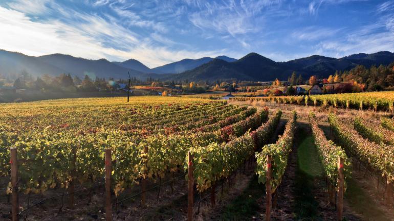 Vignes cultivées dans une vallée de l’Oregon du Sud