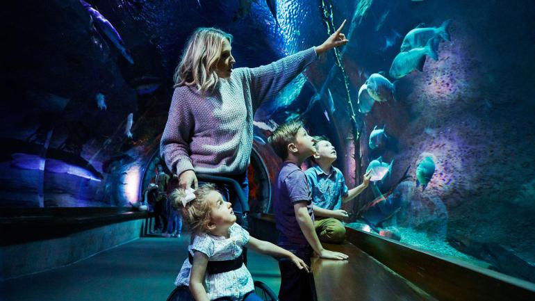 在野生动物奇观国家博物馆和水族馆的“水族馆探险”展馆中探索自然奇观 在野生动物奇观国家博物馆和水族馆的“水族馆探险”展馆中探索自然奇观