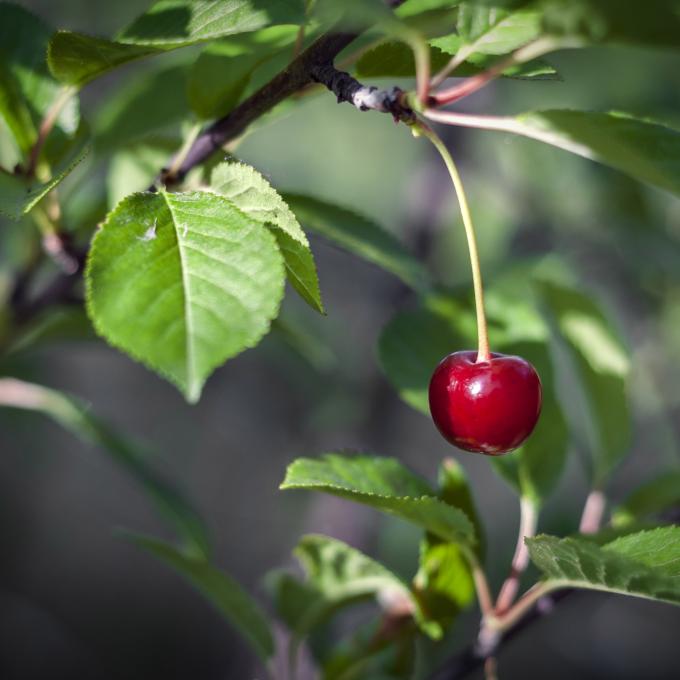 Macon has more cherry trees than any other city in the USA. Macon has more cherry trees than any other city in the USA.