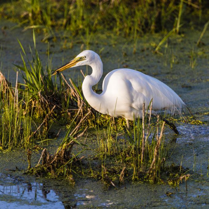 A great egret in a marsh near Saginaw