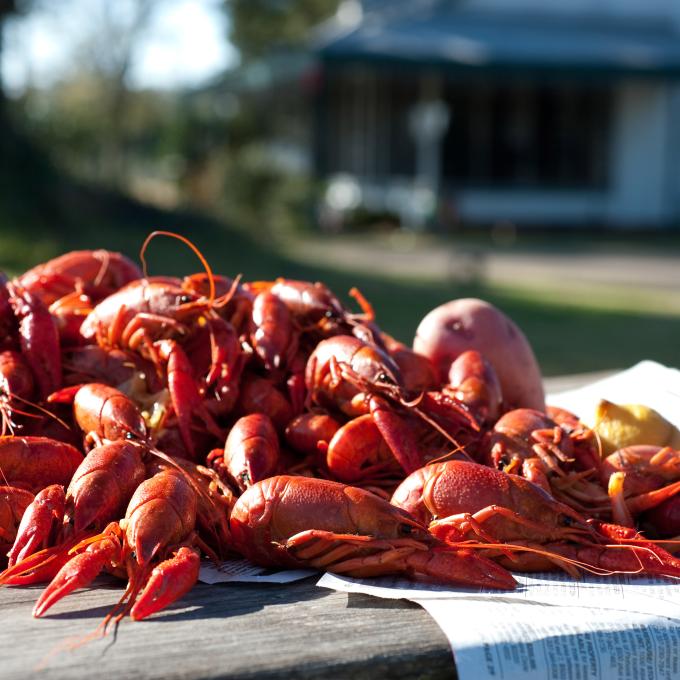 Écrevisses fraîches bouillies, Houma, Louisiane