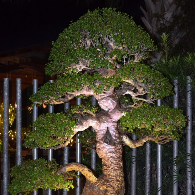 Árvore bonsai de jade no Heathcote Botanical Gardens em Fort Pierce, Flórida