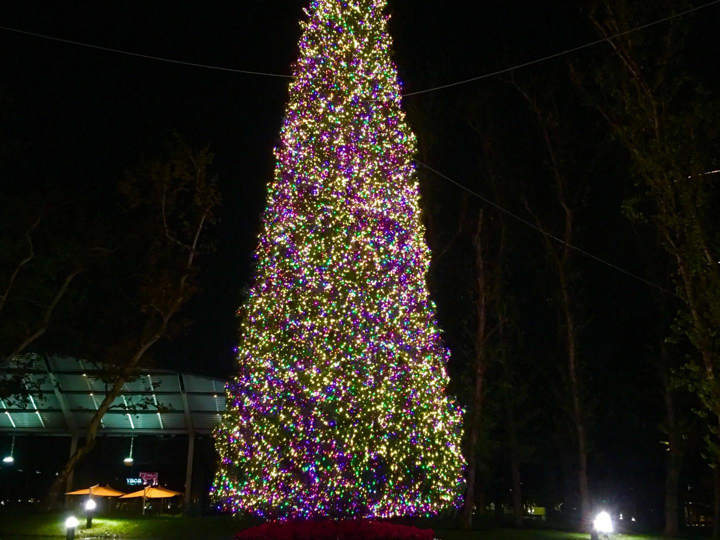Der beleuchtete Weihnachtsbaum im Town Center Park