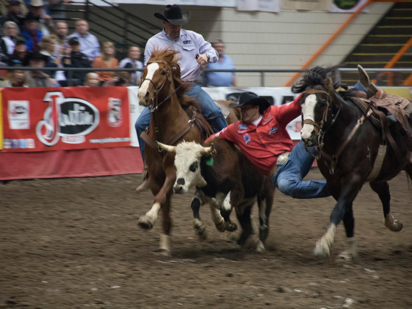 Capture du veau au Black Hills Stock Show and Rodeo