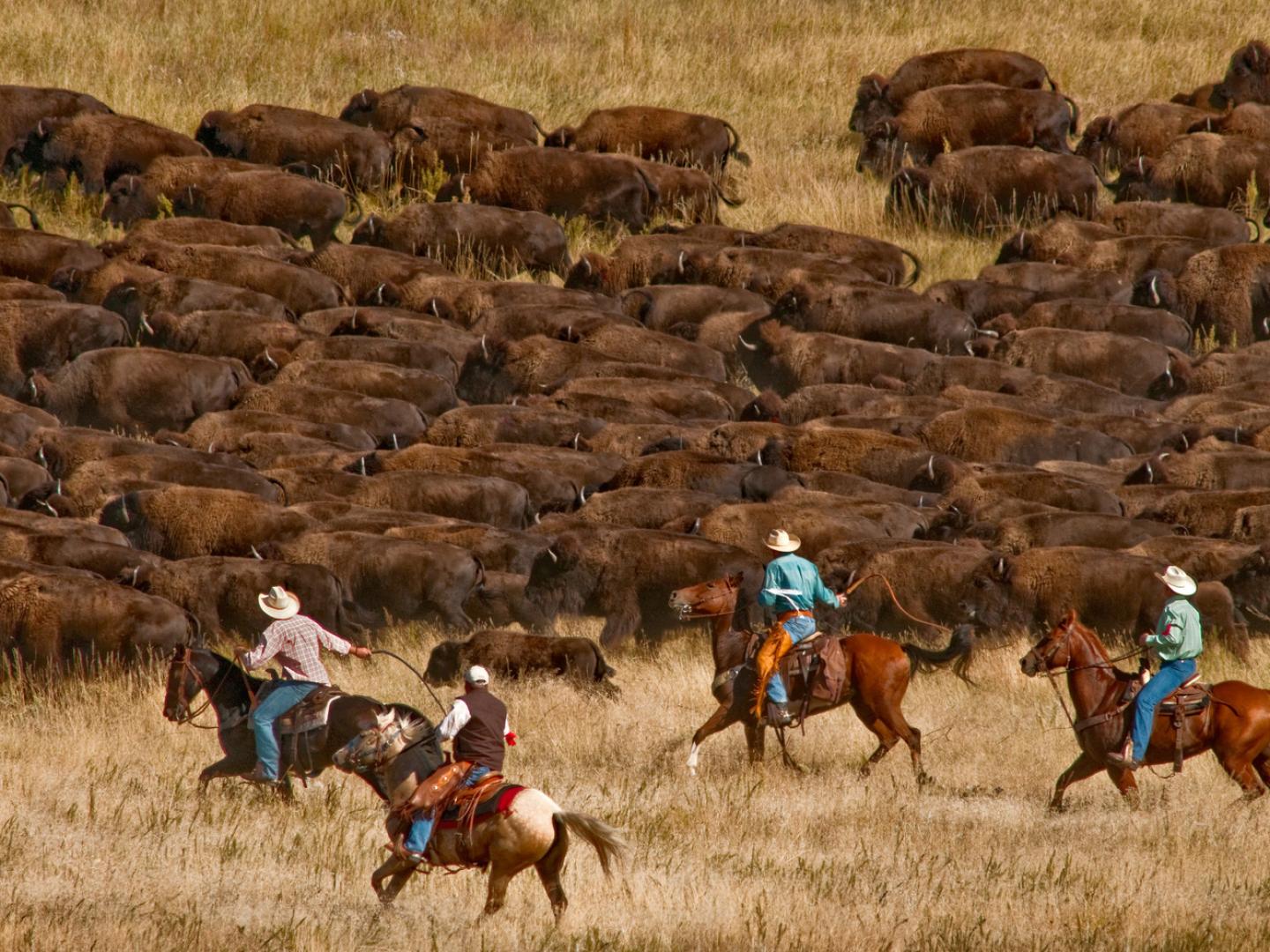 Rassemblement de bisons lors du Custer State Park Buffalo Roundup
