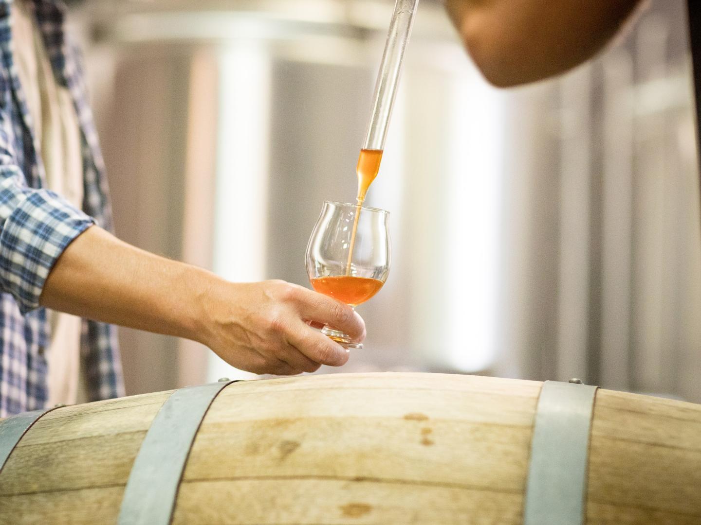 在蒂梅丘拉谷的 Craft Hop Beer 手酿酒花啤酒品鉴游活动中，酿酒师倒上啤酒供游客品尝