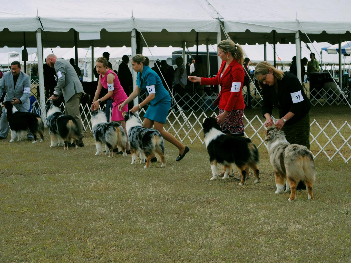 Hundetrainer bei einer Veranstaltung im Rahmen der Florida Gulf Coast Cluster AKC All-Breed Dog Shows in Brooksville, Florida