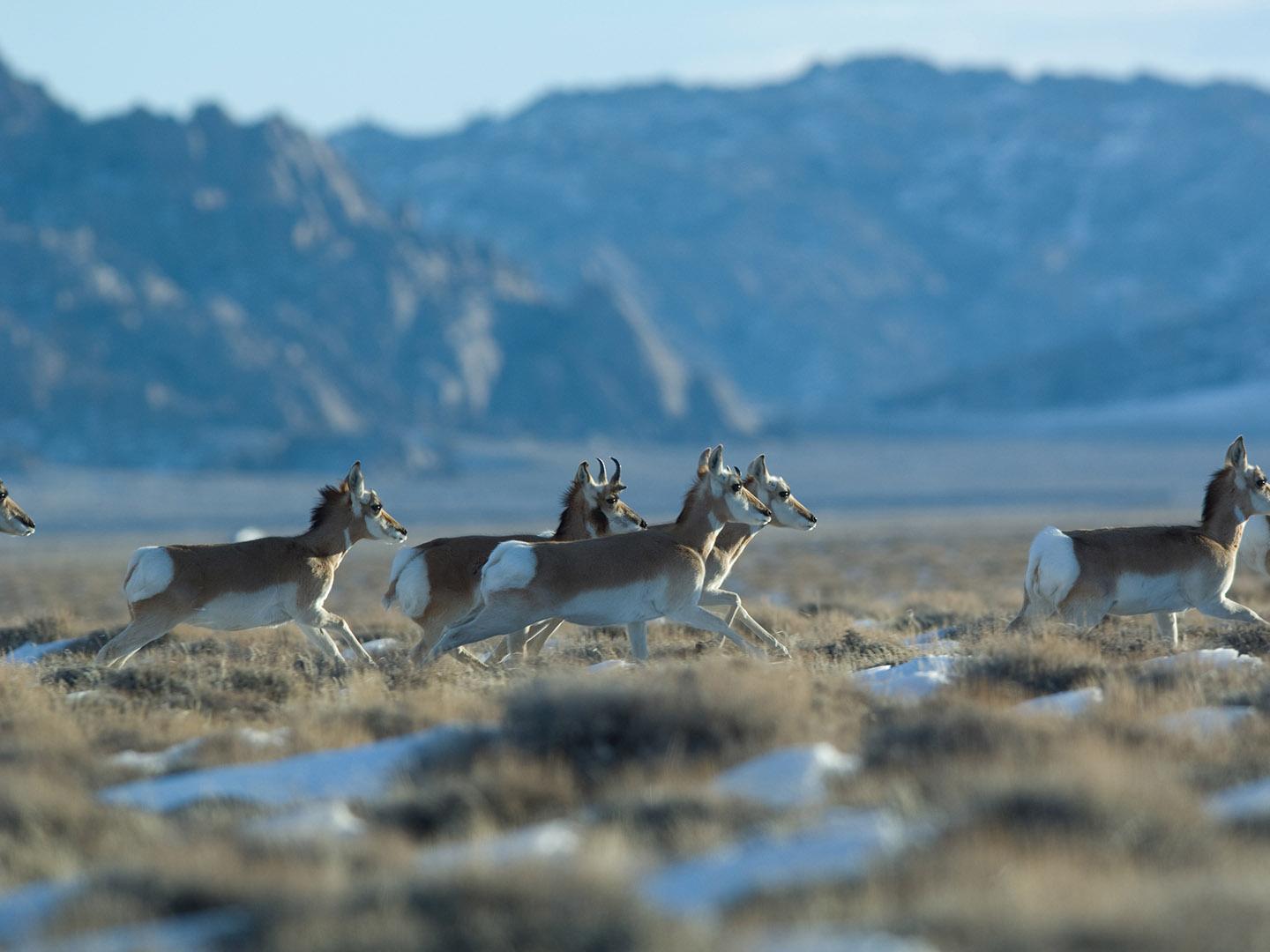 Les antilopes vivent en liberté près de Lander, Wyoming