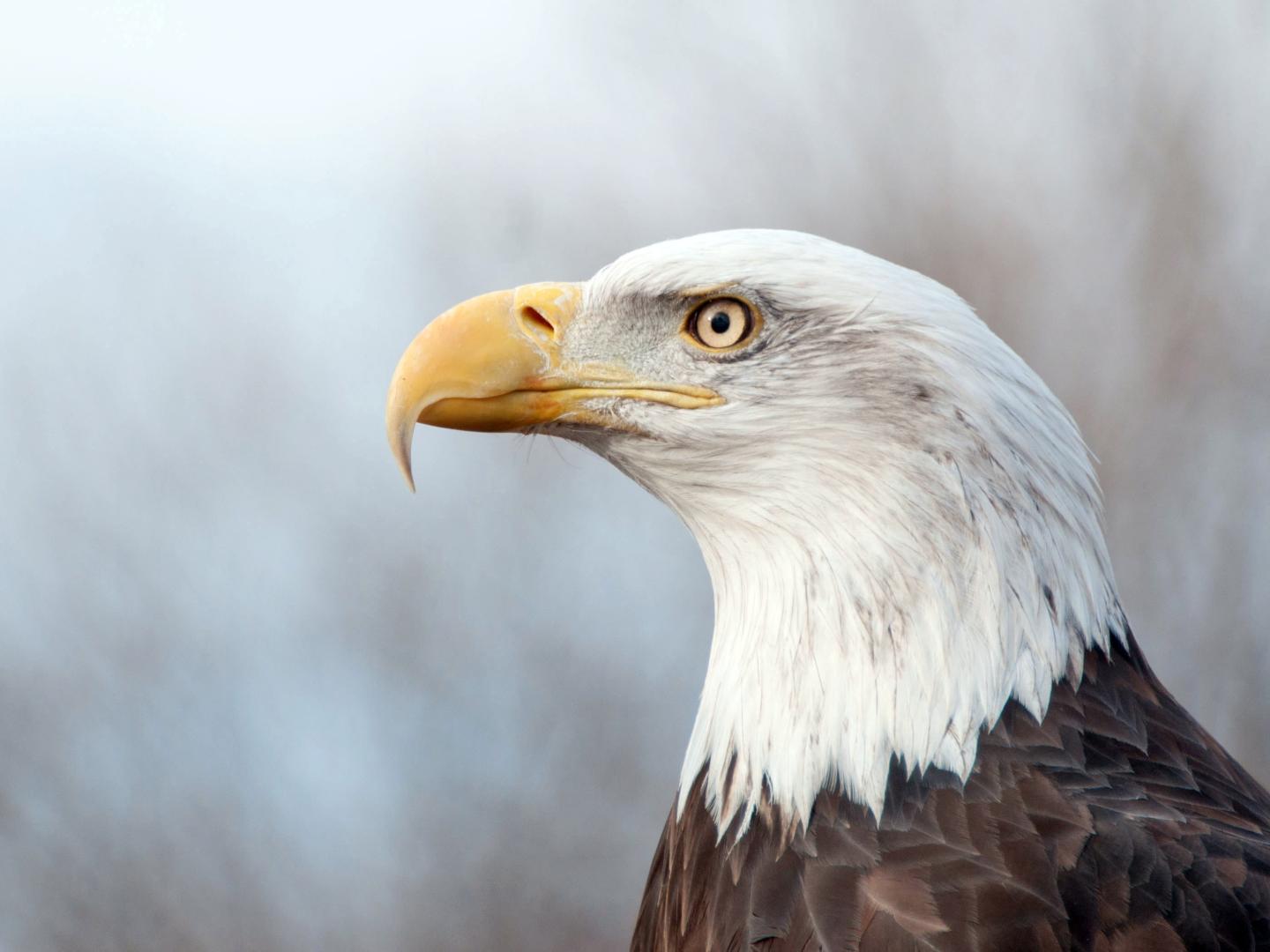 A bald eagle in Croton Point Park in Croton-on-Hudson, New York