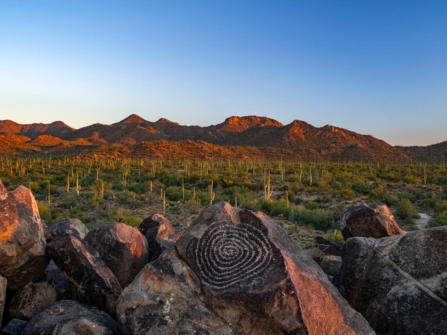Der Saguaro-Nationalpark nahe Tucson, Arizona