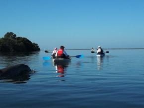 Paseo en kayak junto a un delfín Paseo en kayak junto a un delfín