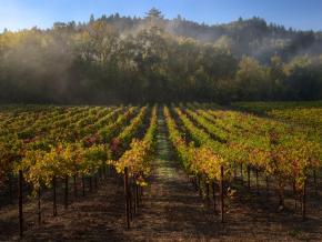 Morning mist lingers on a vineyard near Forestville