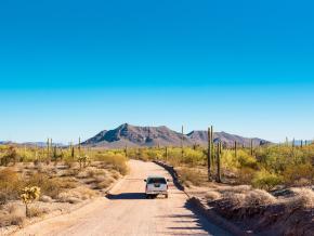 Pintoresco viaje entre los cactus saguaro en el Sonoran Desert en Arizona