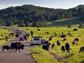 Quelques-uns des 1 300 bisons vivant en totale liberté dans le Custer State Park, dans le Dakota du Sud Quelques-uns des 1 300 bisons vivant en totale liberté dans le Custer State Park, dans le Dakota du Sud