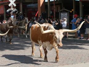 A movimentação de gado duas vezes por dia no Distrito Histórico Nacional de Fort Worth Stockyards, no Texas