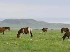 Chevaux broutant dans une prairie sauvage Chevaux broutant dans une prairie sauvage