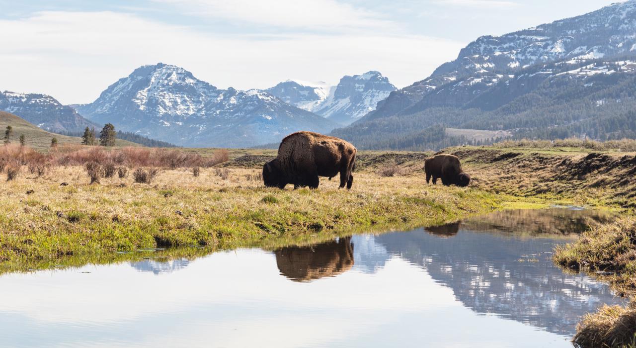 Bisonte pastando en Yellowstone National Park's Lamar Valley