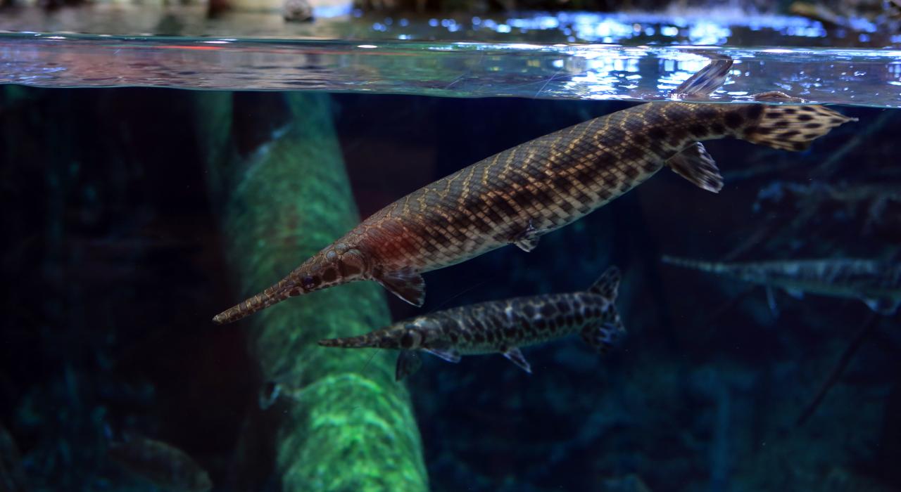 ミズーリ州スプリングフィールドのバス・プロ・ショップ水族館の魚たち