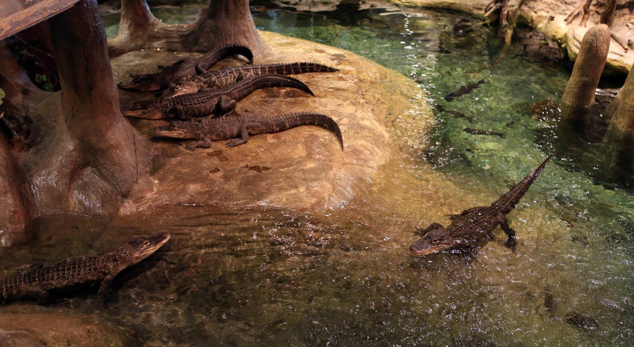 ミズーリ州スプリングフィールドのバス・プロ・ショップ内にあるアリゲーターの穴