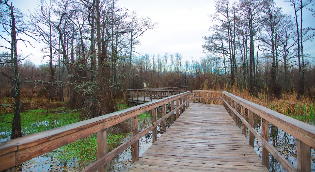 Boardwalk at Black Bayou Lake National Wildlife Refuge in Monroe, Louisiana