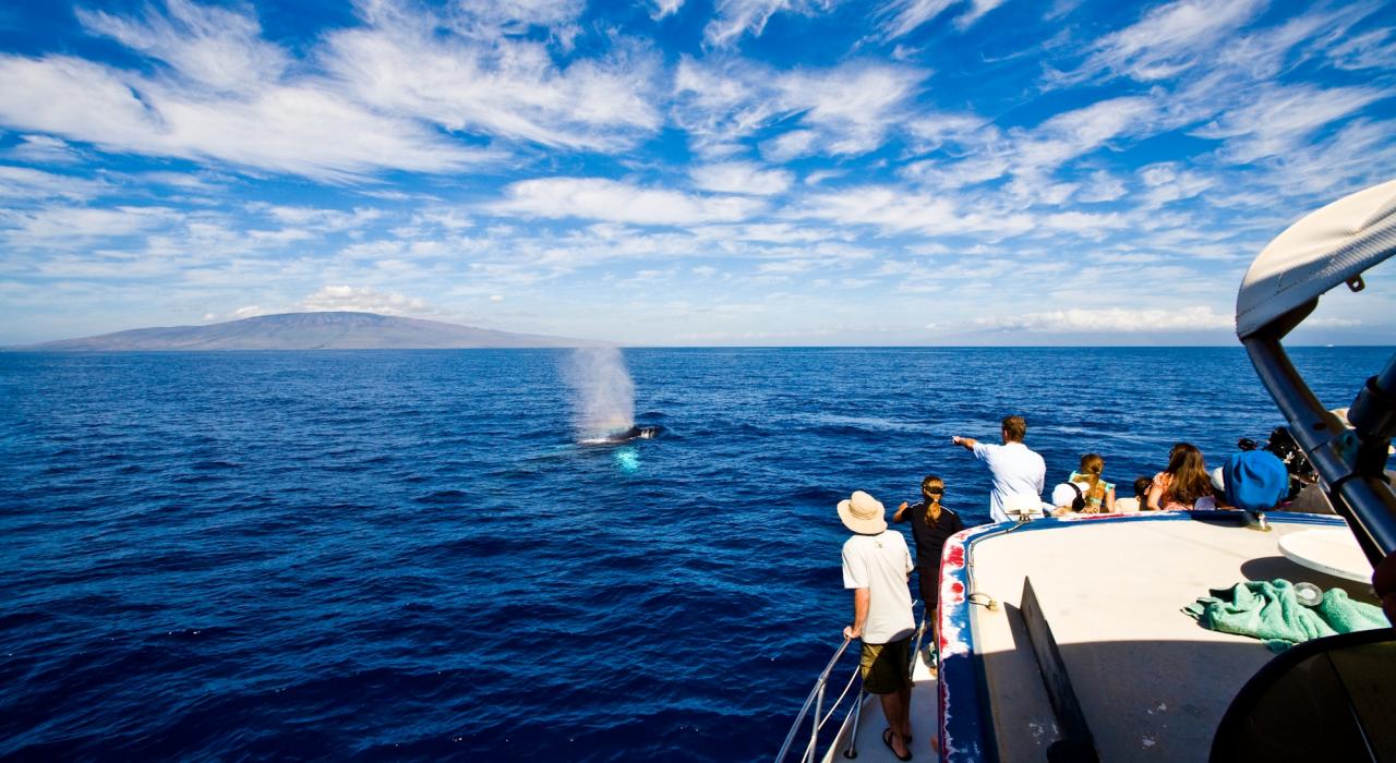 Encuentros cercanos con ballenas en la costa de Kohala