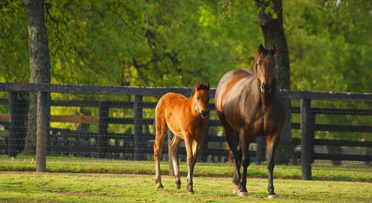 Una yegua y un potrillo en la North Texas Horse Country 