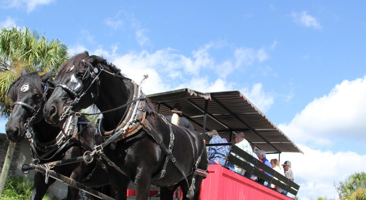 Dando uma volta de carroça com a Horse Country Carriage Company and Tours