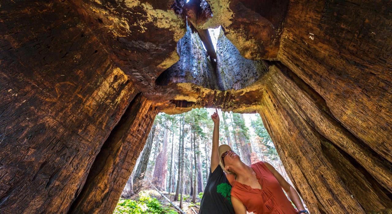 Climbing inside the Big Tree in Tuolumne Grove of Giant Sequoias