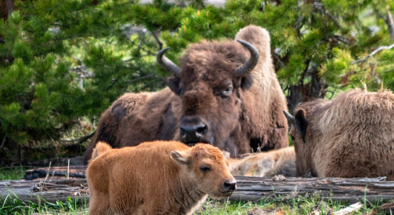 小野牛沐浴在妈妈关怀的目光下