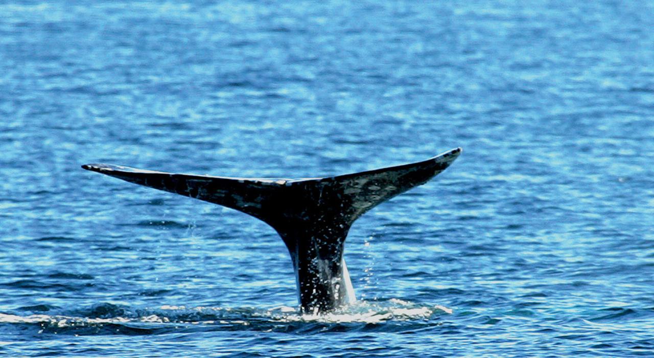 Ein Wal vor der Küste