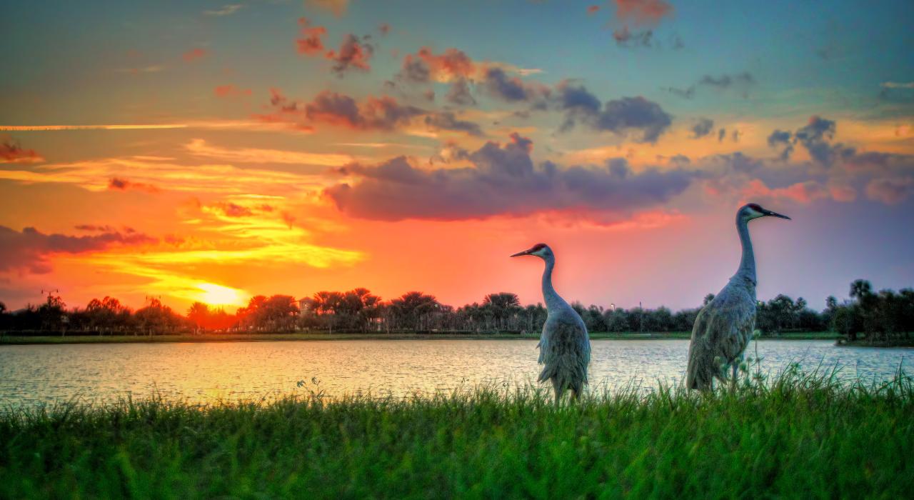 Grou-canadiano e um lindo pôr do sol em um lago de Port St. Lucie
