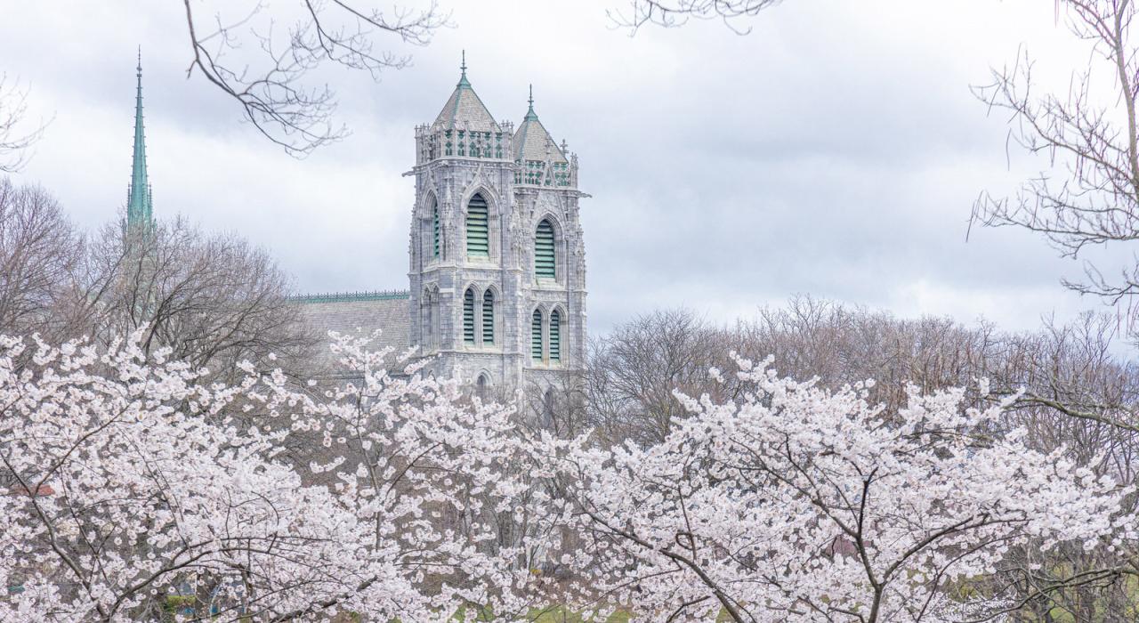 Newark's famous cherry blossoms frame the Cathedral Basilica of the Sacred Heart