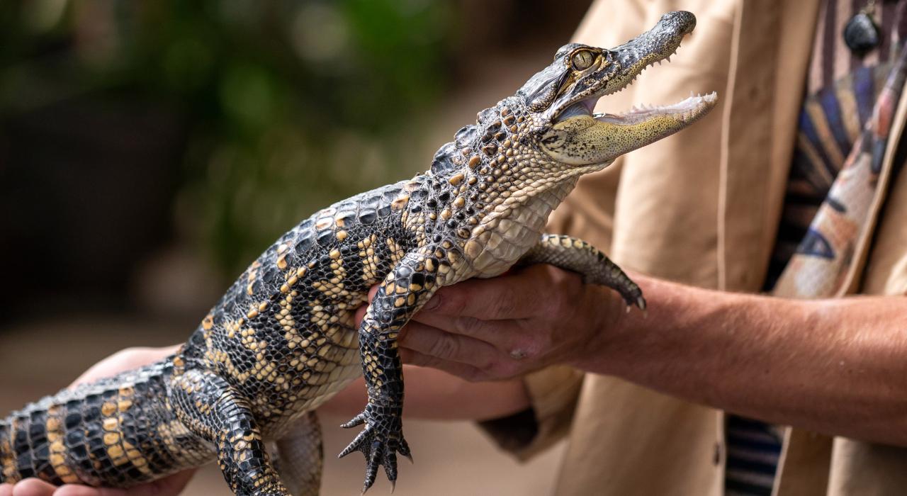 Animal encounters at Colorado Gators Reptile Park